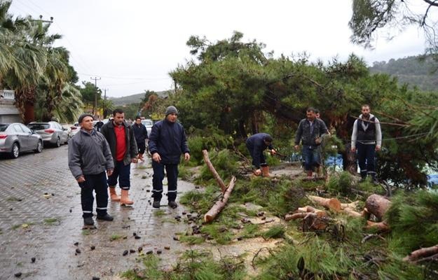 Ayvalık’ta hortum ağaçları devirdi, çatıları uçurdu