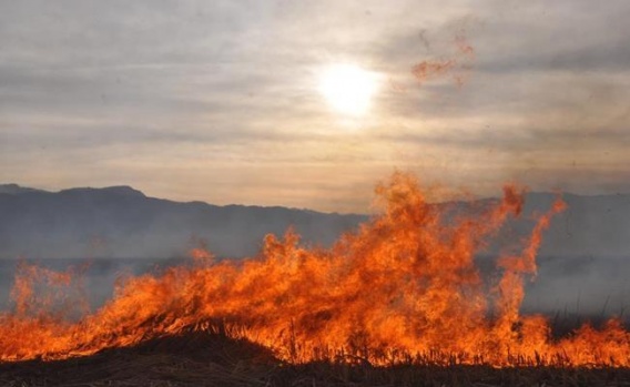 Hakkari Nehir Sazlığı Yangını