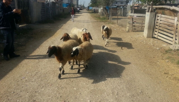 Çalınan Koyunları Jandarma Buldu