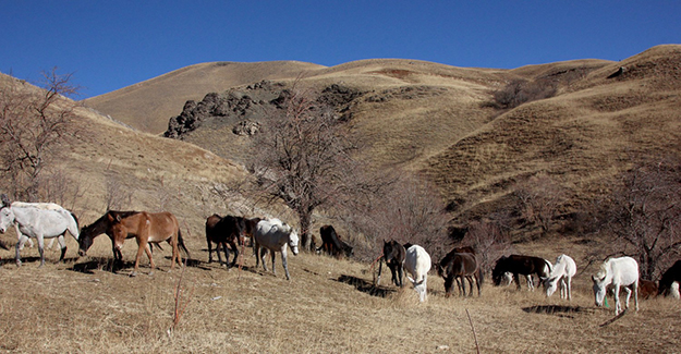 Hakkari’de 60 katır koruma altında