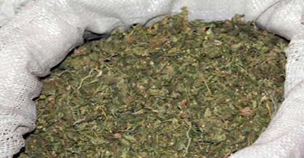 Kastamonu’da 15 gram bonzai ele geçirildi