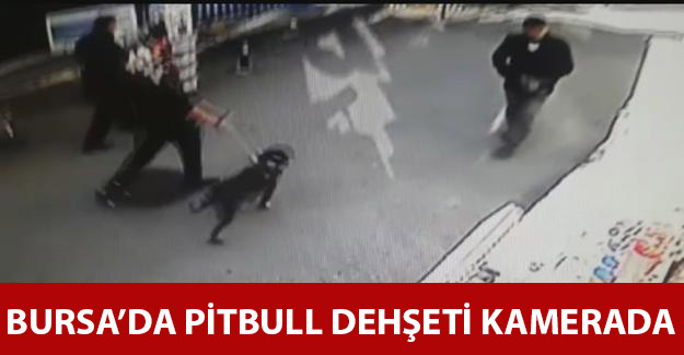 Bursa’da pitbul dehşeti kamerada