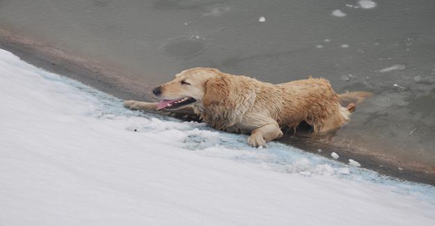 Buz tutan gölete düşen köpeği kurtarma seferberliği