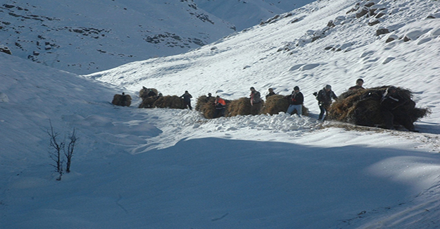 Hakkari’nin karlı dağlarında ot taşıma çilesi başladı