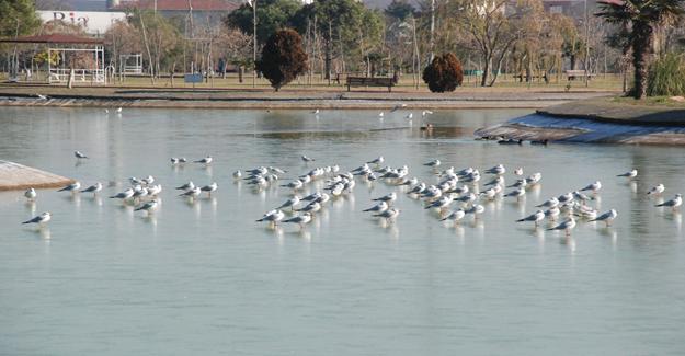 Karacabey’de Göl Dondu