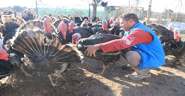 Organik hindiler ilgi görüyor