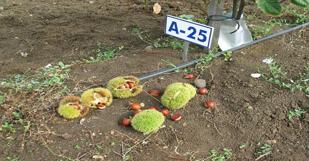 Türkiye kestane üretiminde Avrupa birincisi