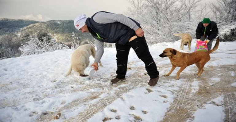 Uludağ’daki aç hayvanlara yiyecek bırakıldı