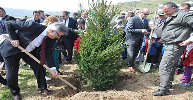 Yıl başında ağaç kesme fidan dik