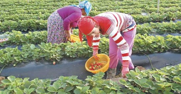 Bursa'da 75 Kadın Çiftçi İş Sahibi Olacak