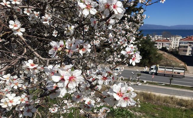 Güneşi gören ağaçlar çiçek açtı