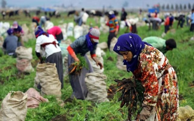 Mevsimlik tarım işçileri ücretleri yüzde 13 arttı