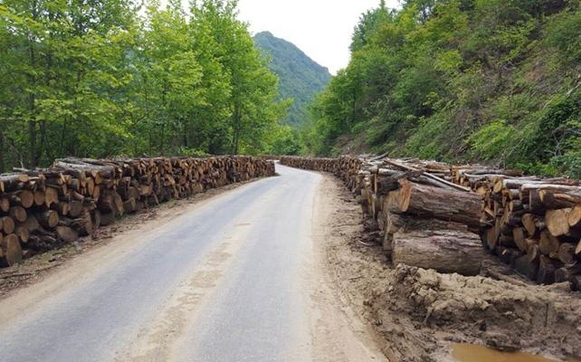 Orman ürünlerinden milli ekonomiye büyük katkı