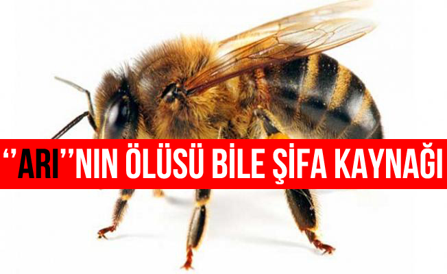 "Arının ölüsü de şifa kaynağı"