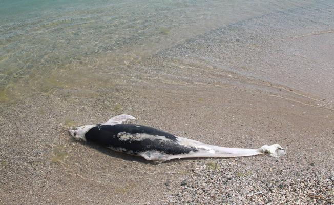 Kırklareli'nde ölü yunuslar karaya vurdu