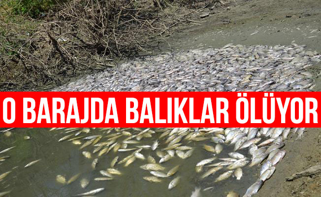 Çokal Barajı'nda balık ölümleri