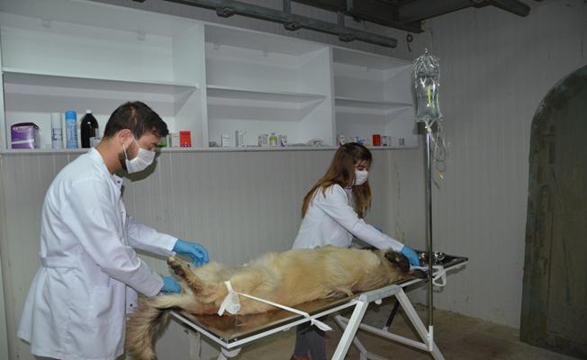 İznik'te sokak köpekleri kısırlaştırılıyor