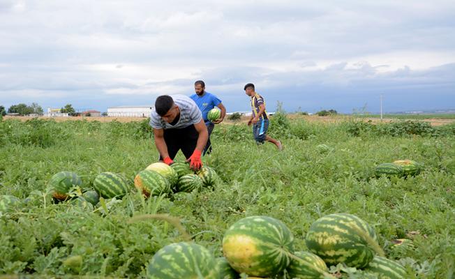 Karacabey bostanlarında hasat zamanı