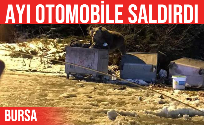 Uludağ’da ayı otomobile saldırdı