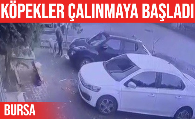 Bursa'da sahipli köpeği kamyonetle çaldılar