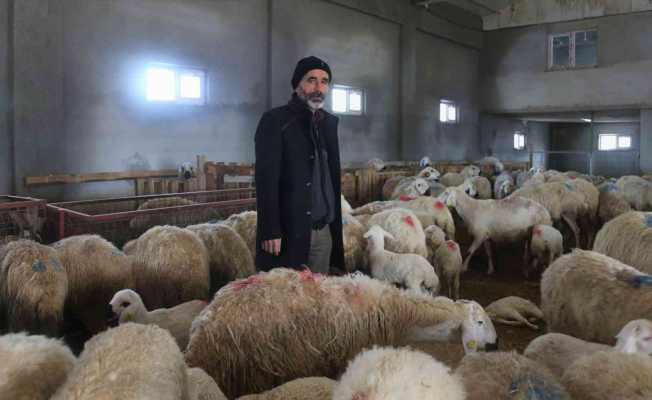 220 koyunu telef oldu, yem firması hakkında suç duyurusunda bulundu