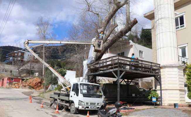 Alanya Belediyesi doğa mirası ağaçları unutmadı