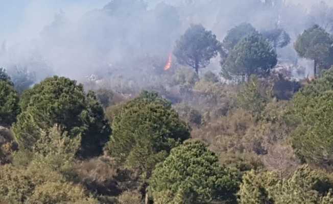 Alanya’da ormanlık alanda yangın