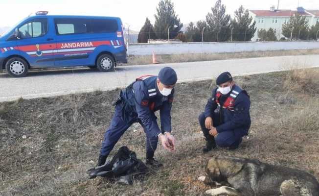 Altıntaş’ta sokak hayvanlarına mama bırakıldı