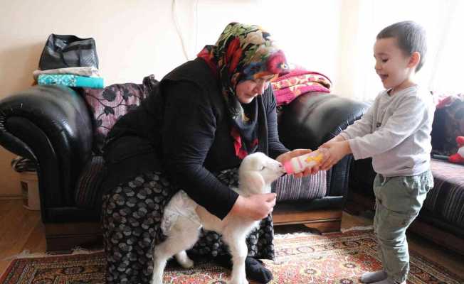 Annesinin sahiplenmediği kuzuya evde bebek gibi bakıyorlar