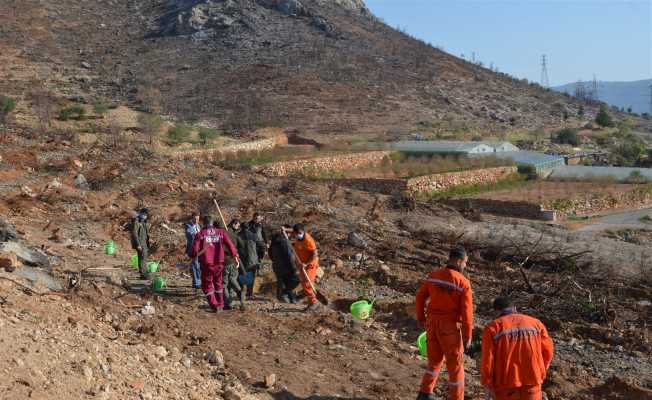 Aydıncık’ta yanan alanlara 70 bin keçiboynuzu fidanı dikildi