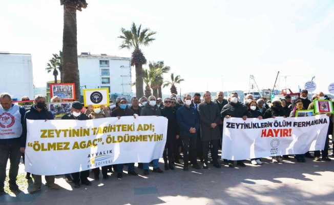 Ayvalık’ta “zeytin ağacı” eylemi