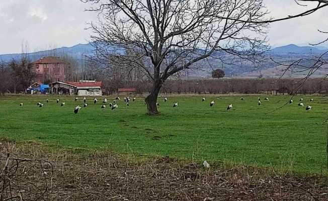 Baharın müjdecisi leylekler Hisarcık’a erken geldi