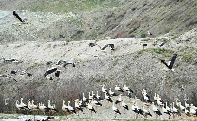 Bigadiç’te leylekler için "Göç Yolu Acil İniş Pisti" oluşturuldu