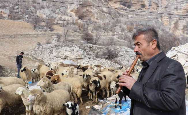 Bin 700 metre rakımdaki sürülerin kaval keyfi