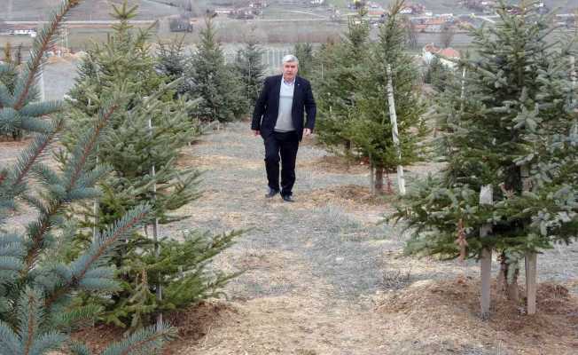 Bozkırı yeşillendiren ‘Oksijen Adam’ 300 bin fidanı toprakla buluşturdu