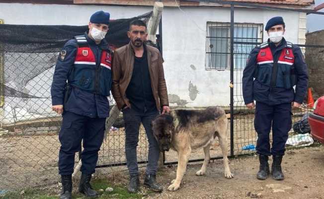 Çaldığı kangal cinsi köpeği siyaha boyadı