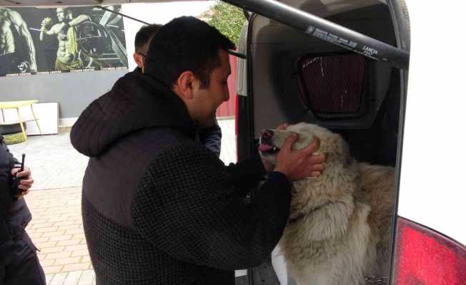 Çalınan köpeğine 2 hafta sonra kavuştu