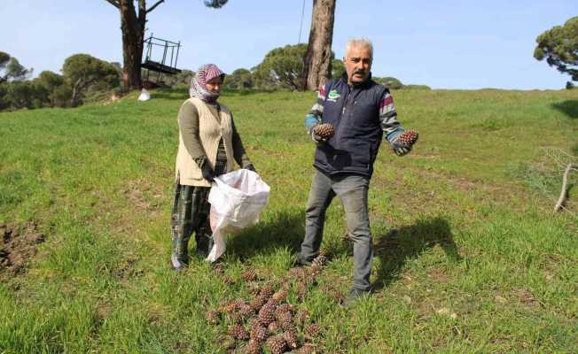 Çam fıstığı üreticilerinin ’tapu’ talebi