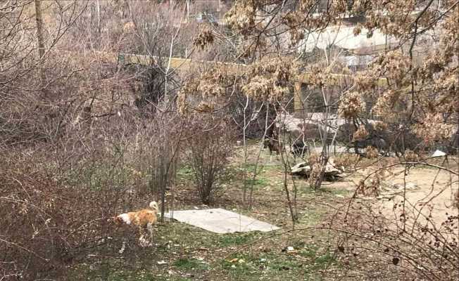 Çankaya’da yine köpek saldırısı