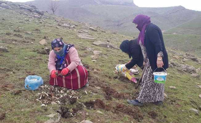 Derecik’te kenger bitkisini toplama sezonu başladı