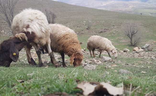 Derecik’te koyunlar meralara çıkmaya başladı