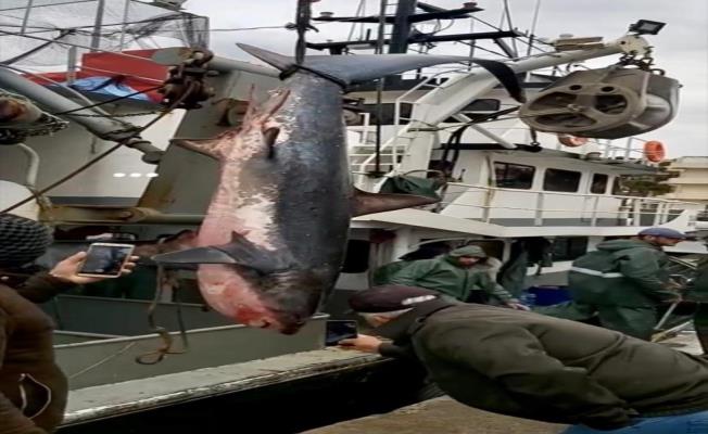 Didim'de balıkçıların ağına köpekbalığı takıldı