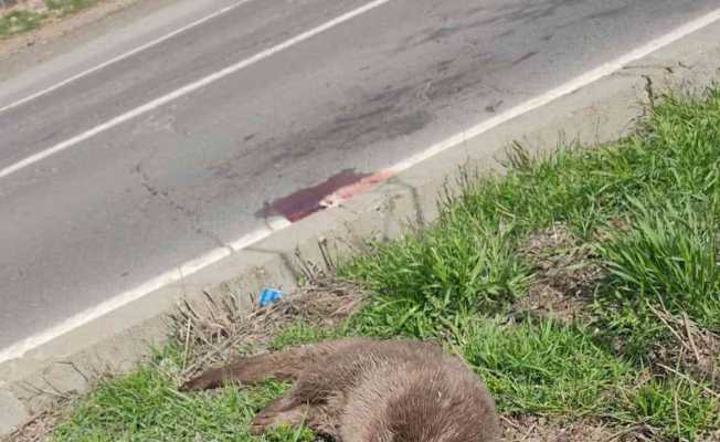 Diyarbakır’da su samuru yol kenarında ölü bulundu