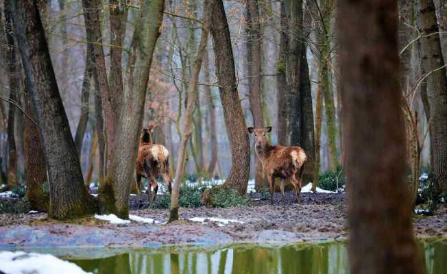 Doğal yaşamın geyik ve ceylanları, 20 taneydi 200 oldu