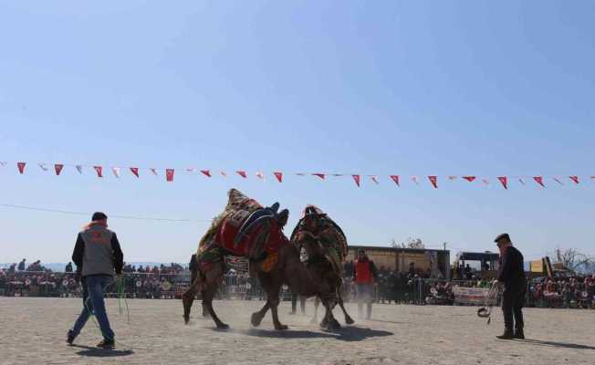 Efeler Deve Güreşi Festivali’ne yoğun ilgi