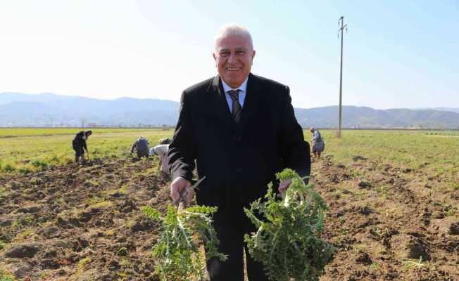 Efeler’de şevketi bostanların ilk hasadını Başkan Atay yaptı