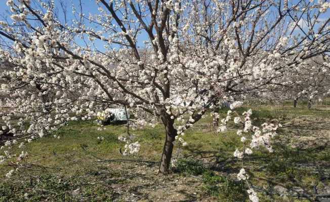 Elazığ’da badem ve kayısı ağaçları çiçek açtı