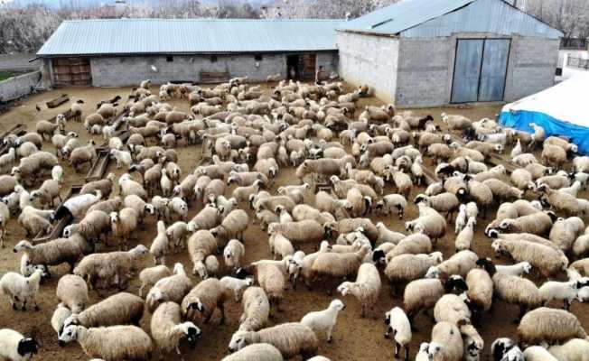 Erzincan’da küçükbaş hayvan varlığı yarım milyonu aştı