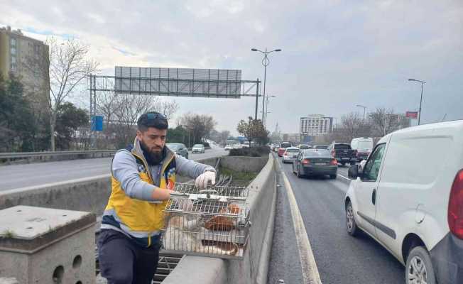 Esenler’de otobanda demirler arasında sıkışan kedi, belediye ekiplerince kurtarıldı