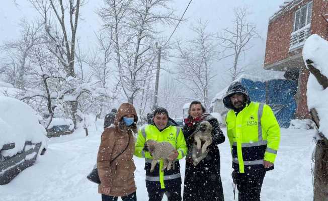 Fatsa’da sokak hayvanları unutulmadı